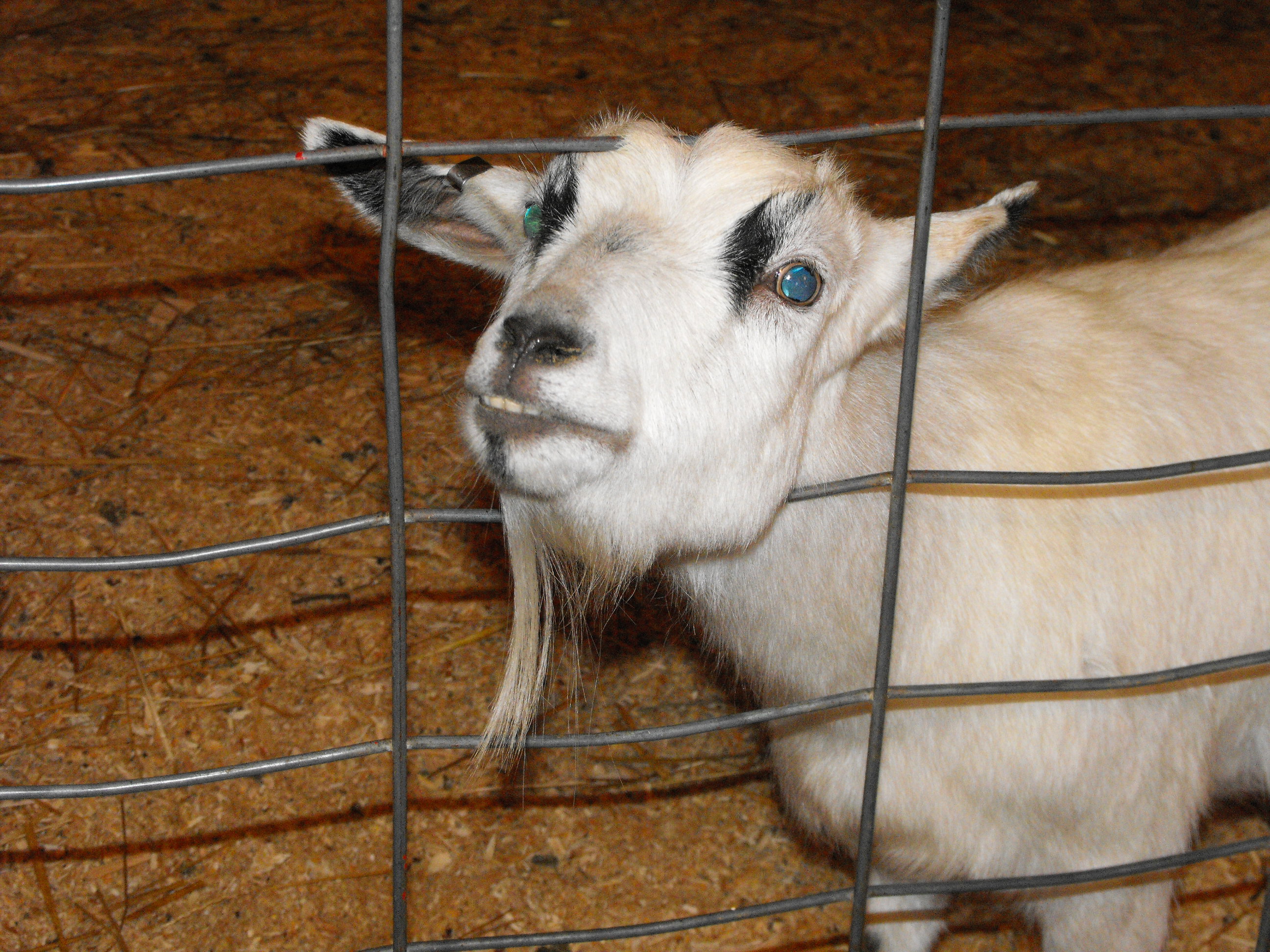 ./2009/State Fair/State Fair pt 1 0151.JPG